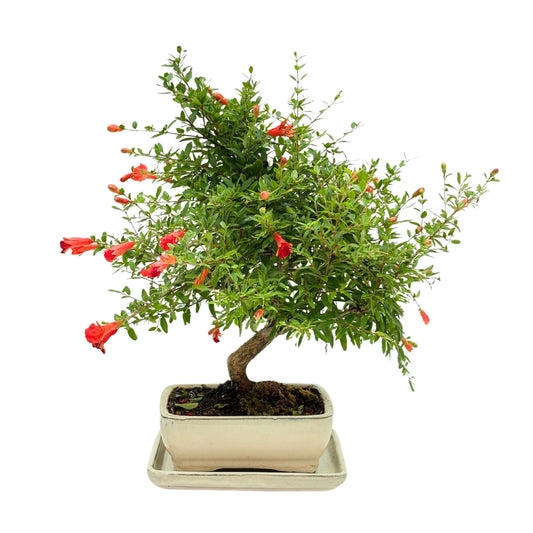 Bonsai Punica Granatum (Melograno) 8 Anni - Collezione Premium