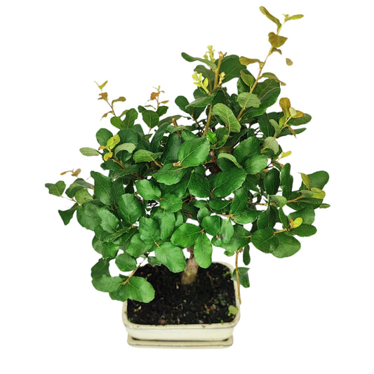 Bonsai 7 anni Quercus suber - Collezione Premium