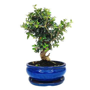 Bonsai Olea Europaea Sylvestris 10 Anni - Collezione Premium