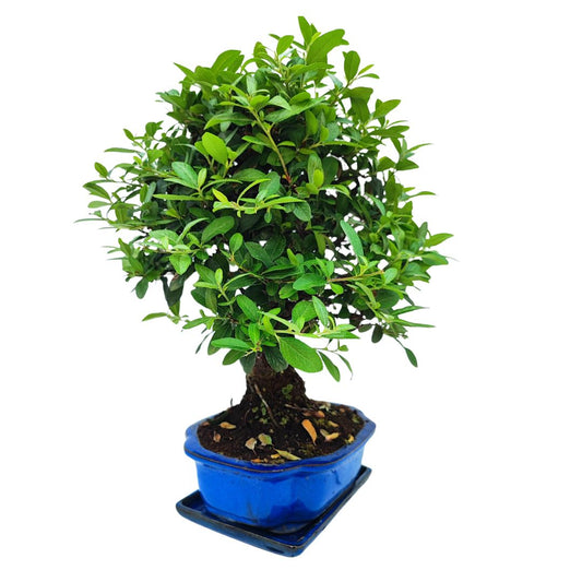 Pyracantha Coccinea 10 Anni - Collezione Premium