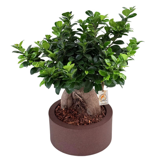 Bonsai ficus ginseng in vaso a Riserva  Echo