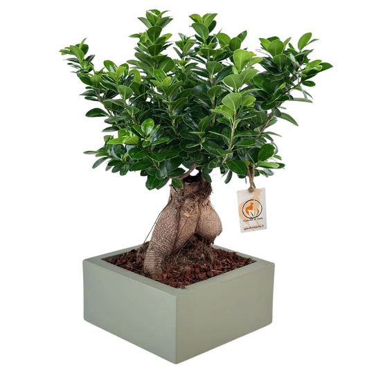 Bonsai Ficus Ginseng  in vaso "Minos"