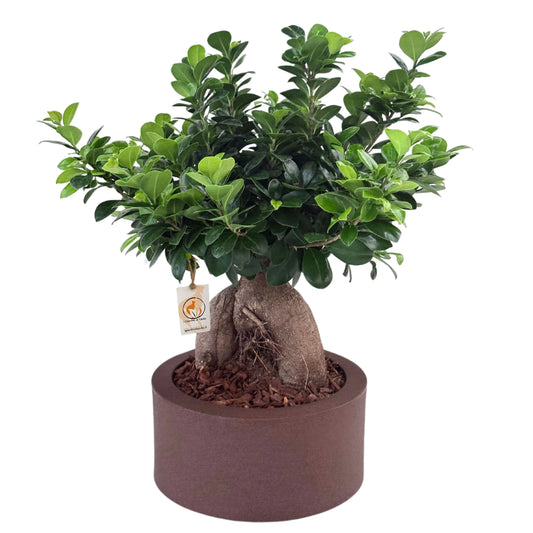 Bonsai ficus ginseng in vaso a Riserva  Echo