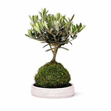 Kokedama Bonsai  Olivo