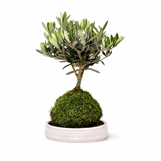 Kokedama Bonsai  Olivo