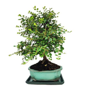 Bonsai Cotoneaster Horizontalis 10 Anni - Collezione Premium