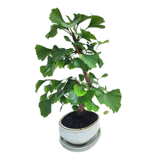 Bonsai Ginkgo Biloba 8 Anni - Collezione Premium