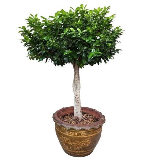 Bonsai Ficus Ginseng in vaso di ceramica con decorazioni orientali D. 45 CM H. 140 CM