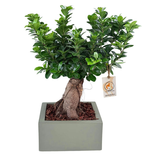 Bonsai Ficus Ginseng  in vaso "Minos"