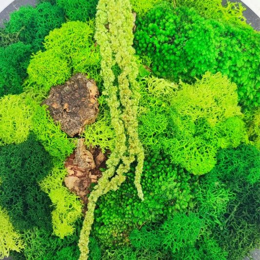 Quadro Tondo di verde stabilizzato di muschi e licheni 30 cm.
