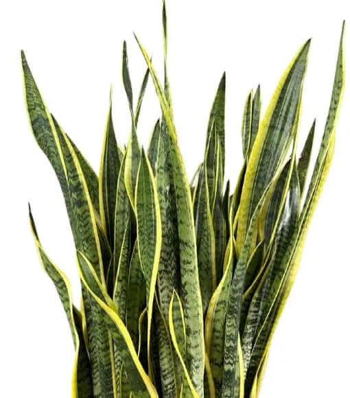 Sansevieria Laurentii - Pianta Alta 130 cm, Vaso con Riserva d'Acqua Diametro